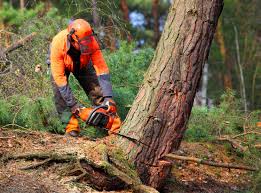 How Our Tree Care Process Works  in Syracuse, UT